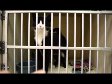 Roseanne Roseanne Roseannadanna