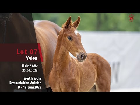 Dressurfohlen-Auktion Lot 07 Valea Stute v. Viva Vitalis - Floriscount
