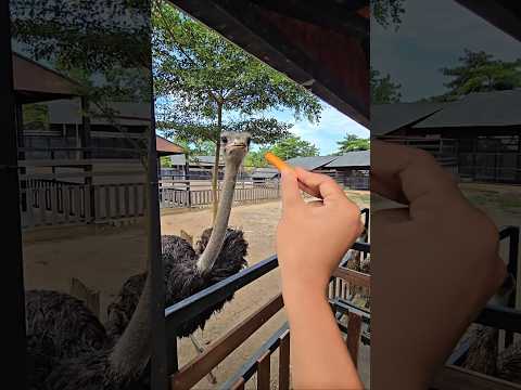 ada burung unta doang ade sama kk menghilang gays #trandingshorts