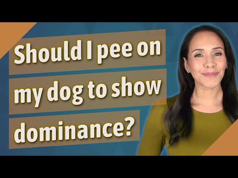 Should I pee on my dog to show dominance?