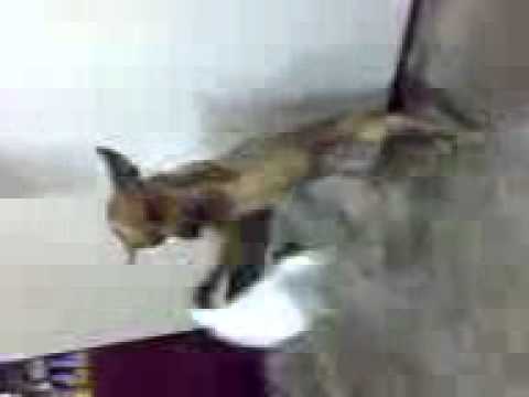 VETEN.AZ-Efqan quliyev