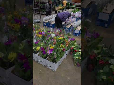 feira das flores
