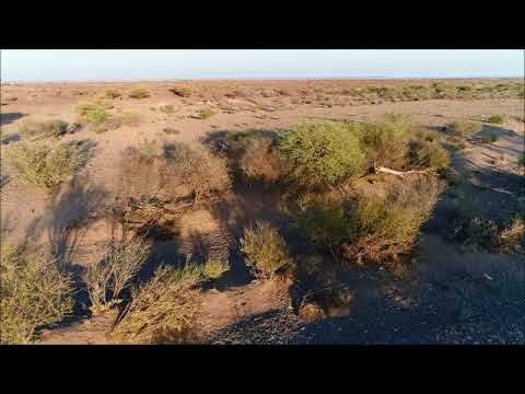 Young Kudu hiding in the bushes