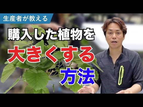 スイートガムの木 植物