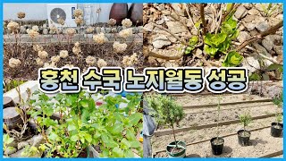 수국 월동채비 안했는데(홍천) 다 살았어요!! 당년지 수국의 위대함&로즈마리 텃밭농사 시작!! 홍천정원일기1…