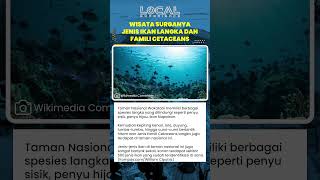 Keanekaragaman Spesies Langka di Taman Nasional Wakatobi Mulai dari Penyu hingga Cetaceans Langka