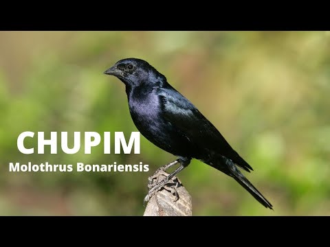 Saiba Tudo Sobre o Chupim