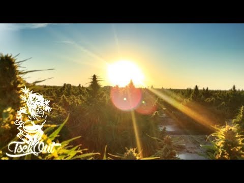 Vibronics - Light Shining (feat. Eva Keyes)