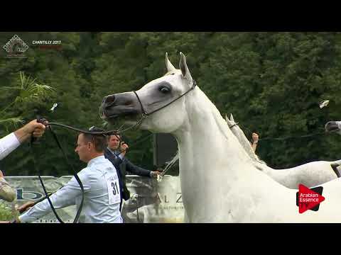 Chantilly 2017 AHO World Cup - Mares Championship