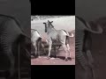 Zebra Sex