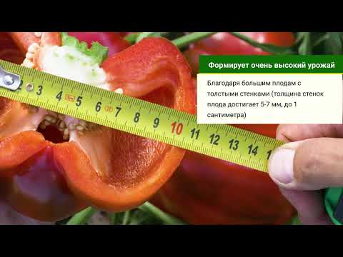 Геркулес F1 / Hercules F1,75 дней - Перец, Clause