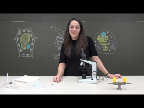 Mikroskopieren der Mundschleimhaut