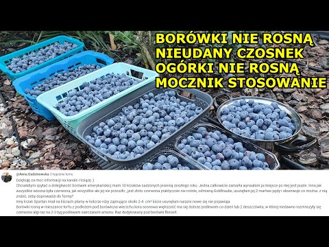 , title : 'Borówki PADAJĄ, Nieudana uprawa Czosnku, Ogórki nie rosną, Co na Mszyce, Mocznik stosowanie. Q&A 24.'