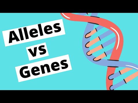Alleles vs Genes  | Genetics |