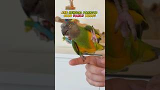 Are Senegal Parrots Good Family Birds?
