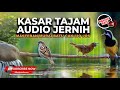 Kompilasi Masteran Kasar Tajam Audio Jernih Tepus Abu Greja Tarung Dan Cucak Cungkok Gacor