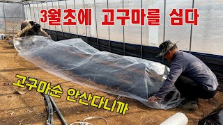 3월초에 고구마를 심다. #고구마#고구마순