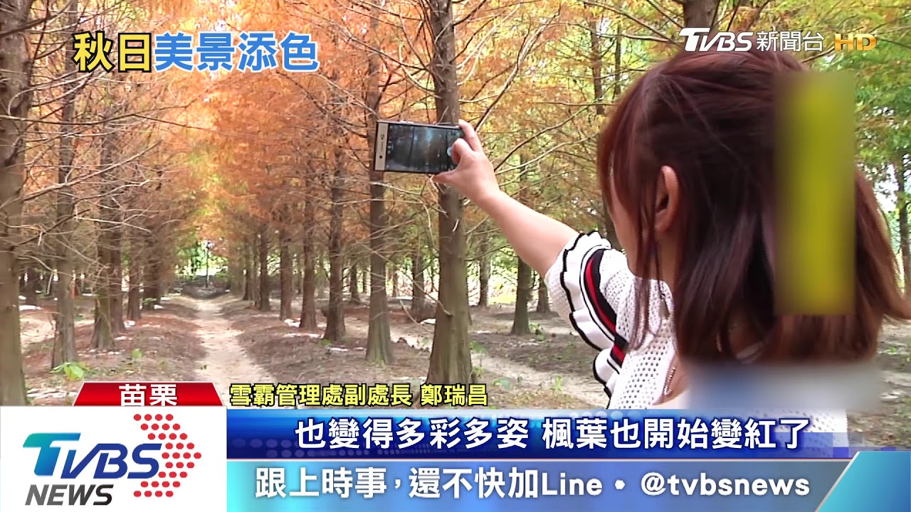 藍天青山黃色花海　武陵油菜花美如仙境