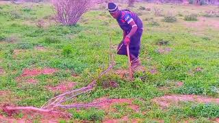 SHULE YA NGOMBE VIDEO  2026