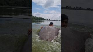 Download lagu Big monster find deep river water. viral fishing video. Best fish catching. #fish #fishing #top mp3