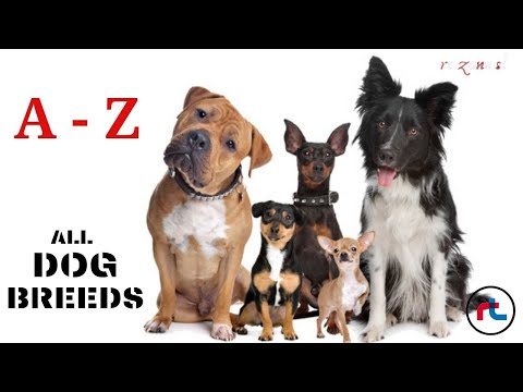 image-What is a dog breed starting with Y?