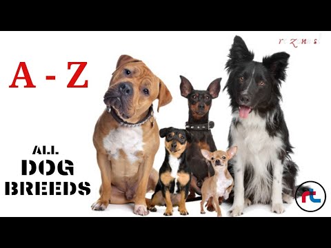ALL DOG BREEDS IN THE WORLD ( A - Z ) with images "Types Of Dogs"