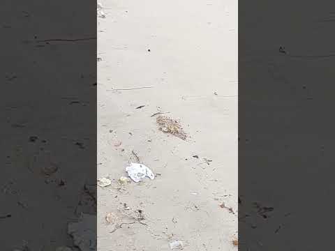 Thiruchandur beach for chintu kusumbu