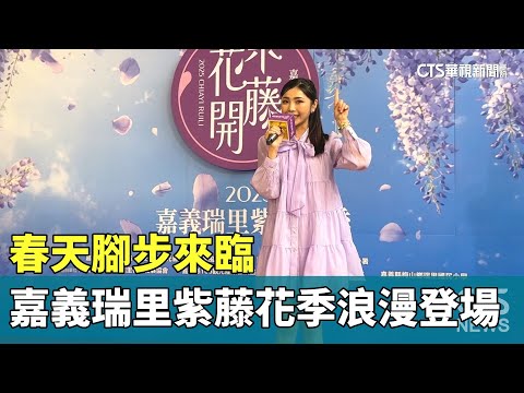 春天腳步來臨　嘉義瑞里紫藤花季浪漫登場