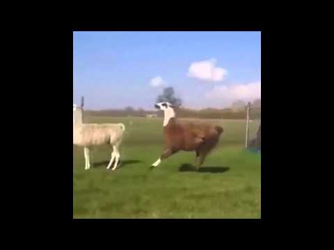 download lagu mp3 mp4 Llama Saltando, download mp3 Llama Saltando free download mp3, download mp3 Llama Saltando