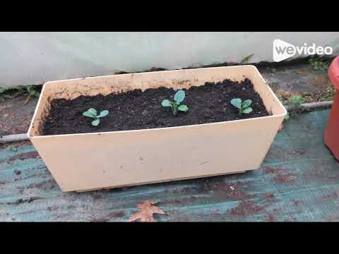 Udazkeneko eguzki printzak