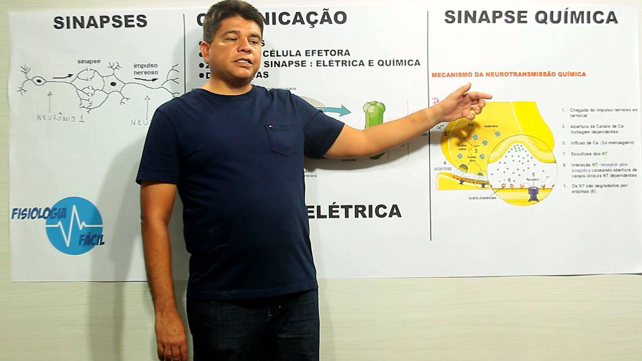 Transmissão Sináptica - Fisiologia Fácil