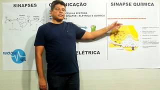 Transmissão Sináptica - Fisiologia Fácil