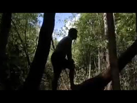 Eels and jungle animals in the Amazon  - BBC wildlife
