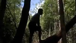 Eels and jungle animals in the Amazon  - BBC wildlife