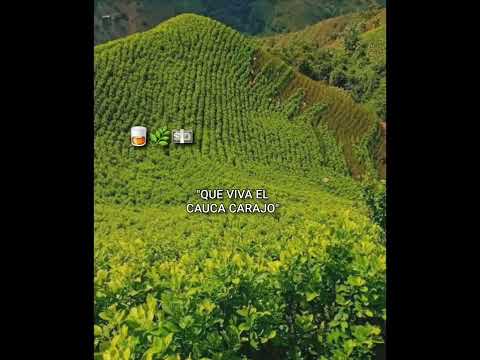 Mi maldita suerte|| @LuisAlbertoPosadaOficial (QueVivaElCaucaCarajo)...