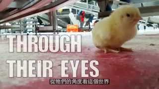 Re: [新聞] 浪貓成生態殺手？百隻小雞「被玩死」