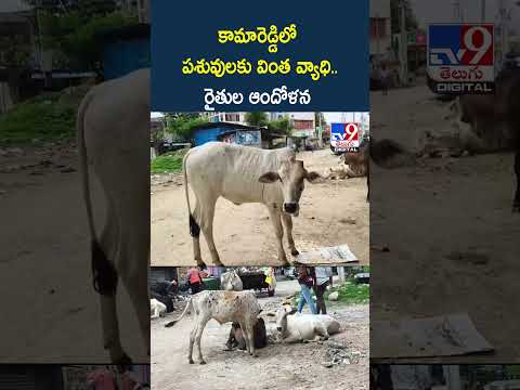Kamareddy District | కామారెడ్డిలో పశువులకు వింత వ్యాధి..రైతుల ఆందోళన -TV9