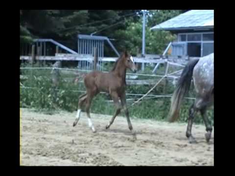 Hengstfohlen von Voltaire / Levisto