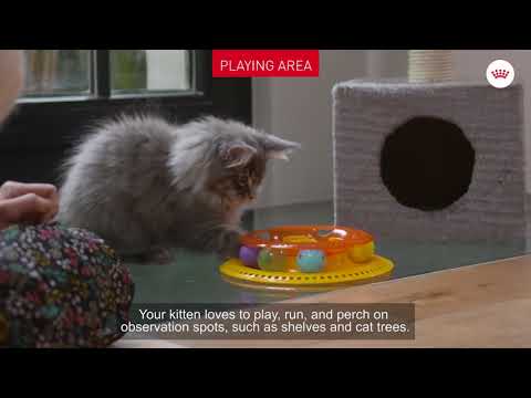 Kitten Tutorial EP 6 - Helping your kitten settle in