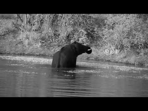 Djuma: Two teen Elephant bulls enjoying the dam water - 17:20 - 06/15/2022