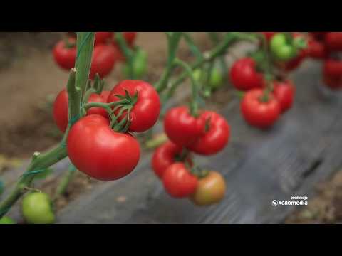 Dani polja paradajza kompanije Agroarm u selu Vinarce
