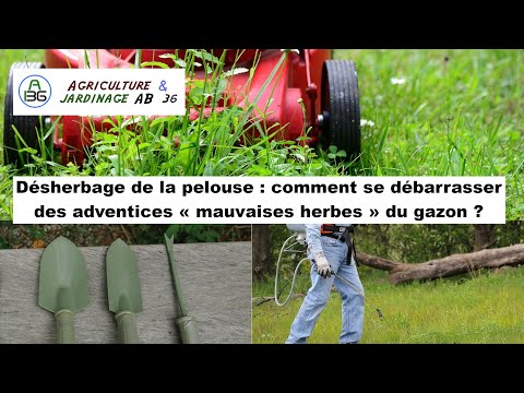 , title : 'Un Gazon Impeccable : Guide Pratique du Désherbage pour une Pelouse de Jardin Parfaite !'