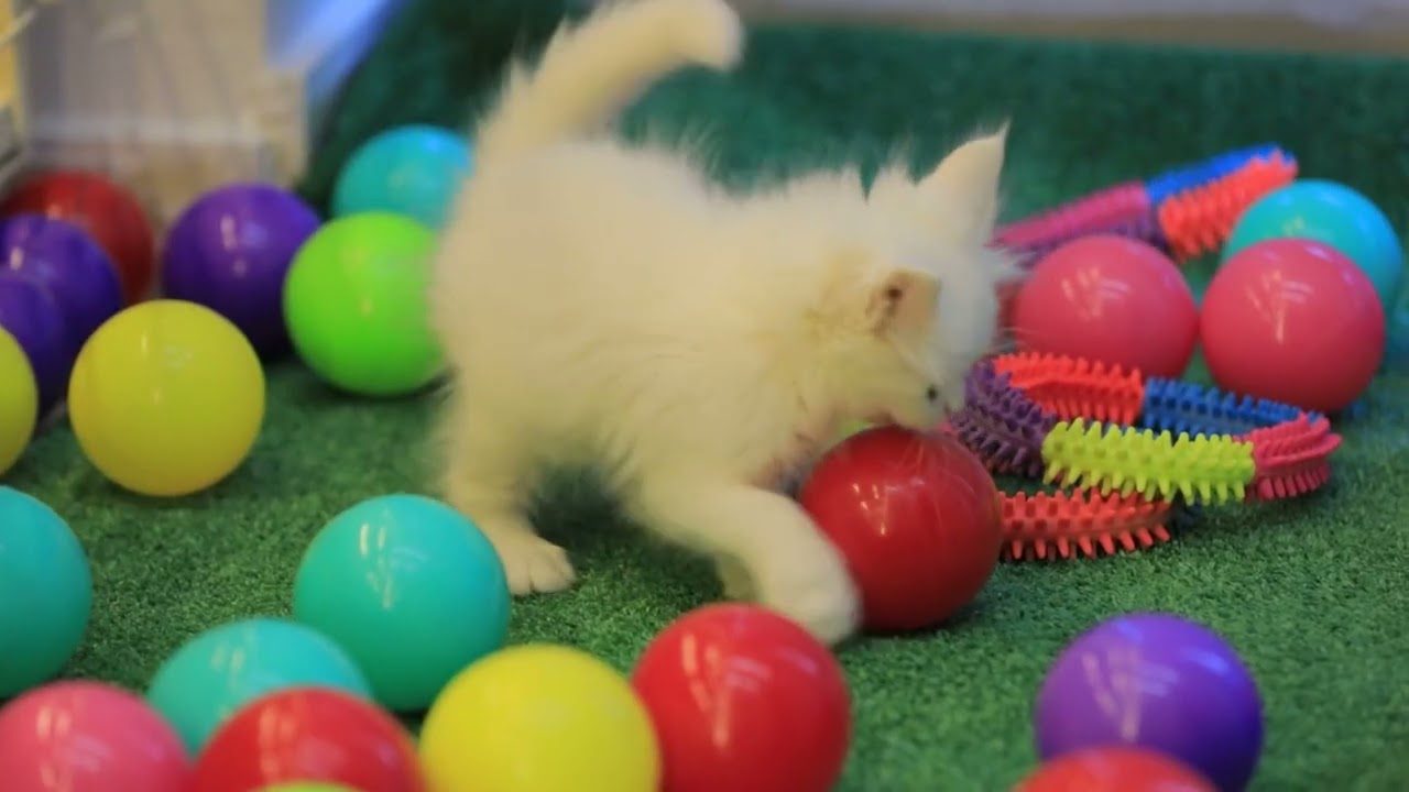 Columbia Animal Hospital video thumbnail