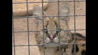 preview picture of video 'Obi the Serval @ The Cat House (Rosamond, CA)'