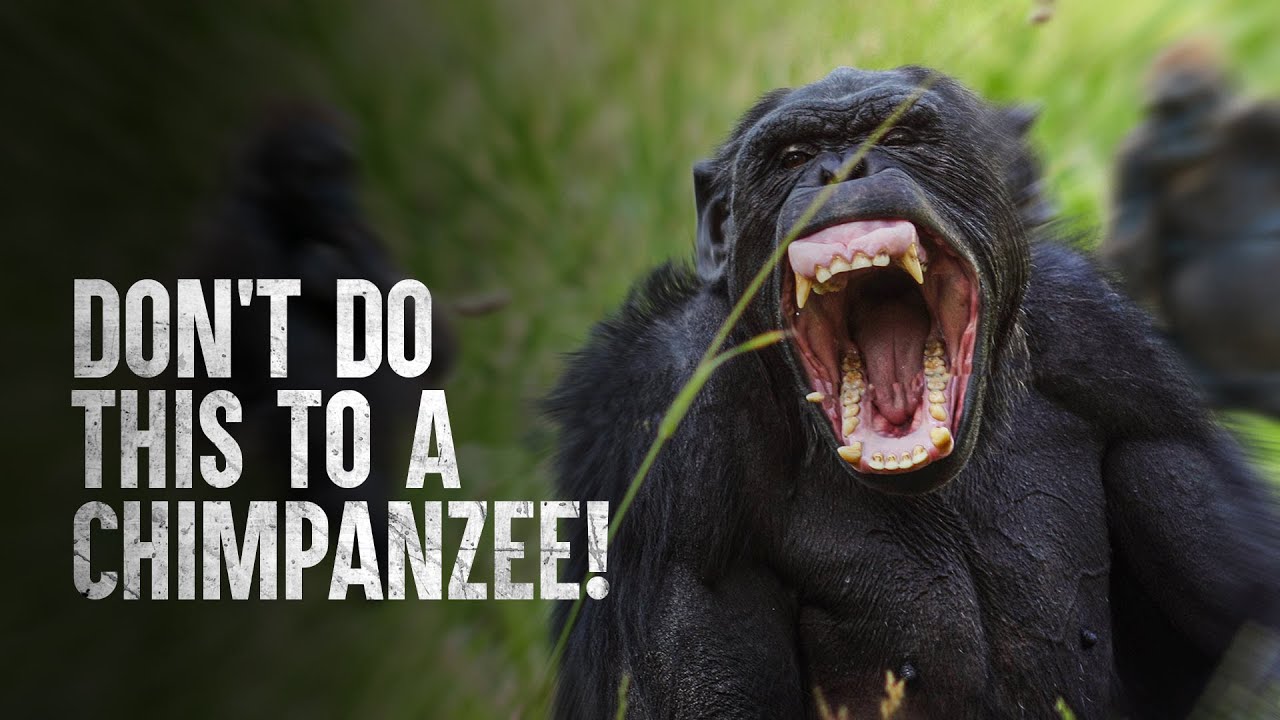 How to Survive a Chimpanzee Attack