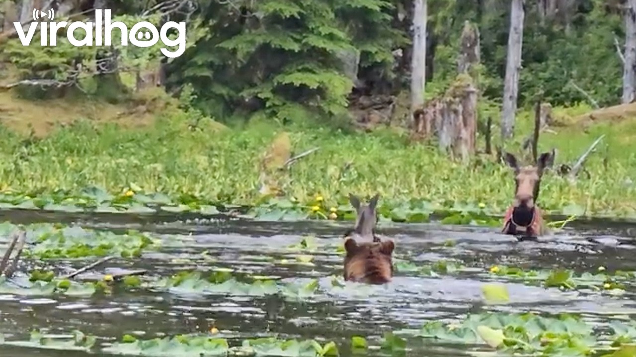 Mama Moose and Two Calves Chased by Coastal Brown Bear in Alaska || ViralHog