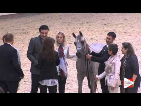 Best Head Male - N.69 Wortex Kallisté