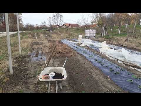 KADA  I KAKO SADITI KUPINU