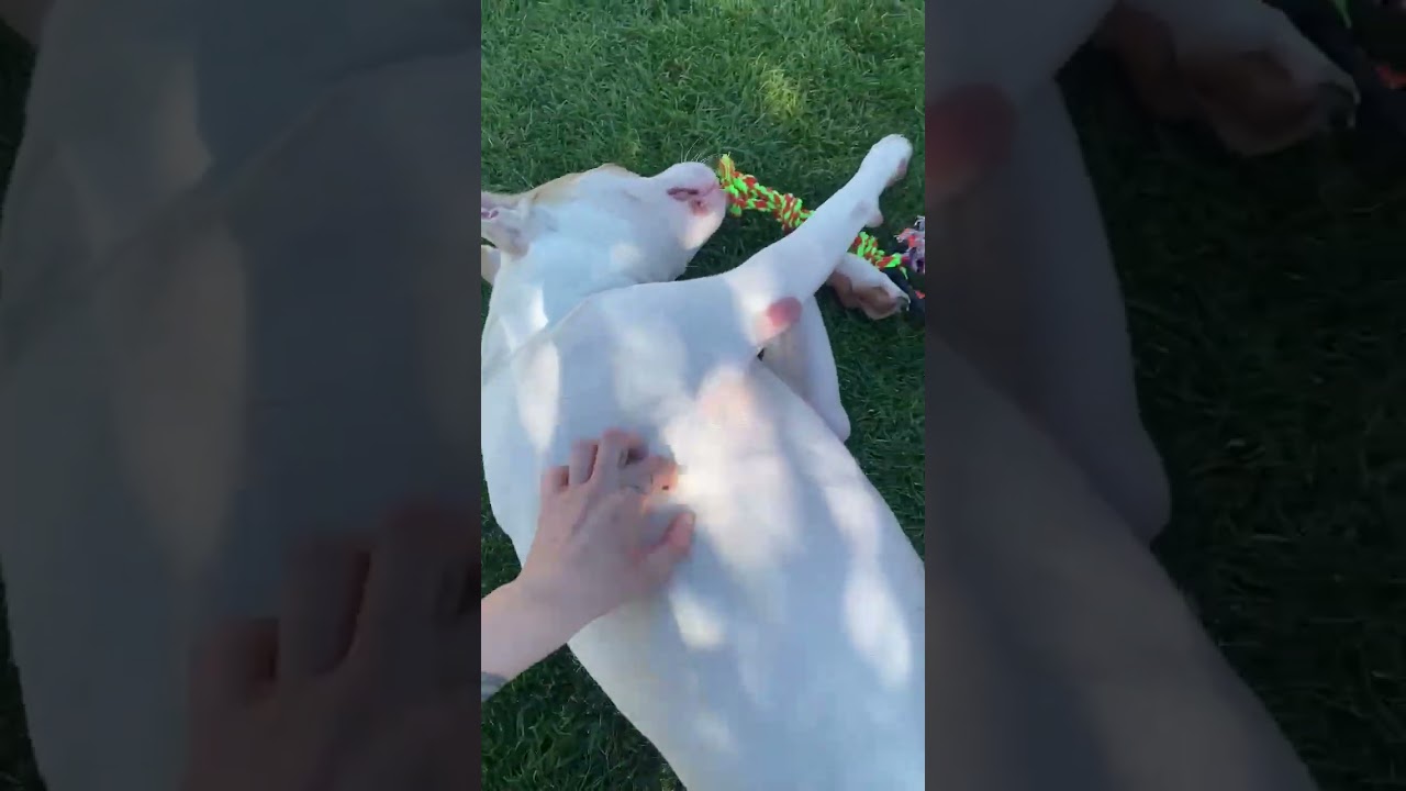 Enlarge Arrow, a Adoptable mixed breed in Gilbert, AZ video 6/6