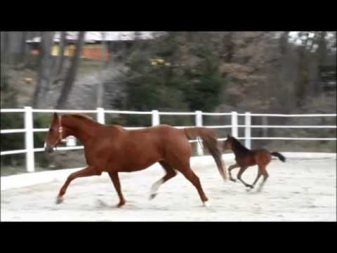 Destano x Rousseau SF